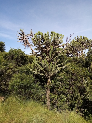 Euphorbia bussei var. kibwezensis