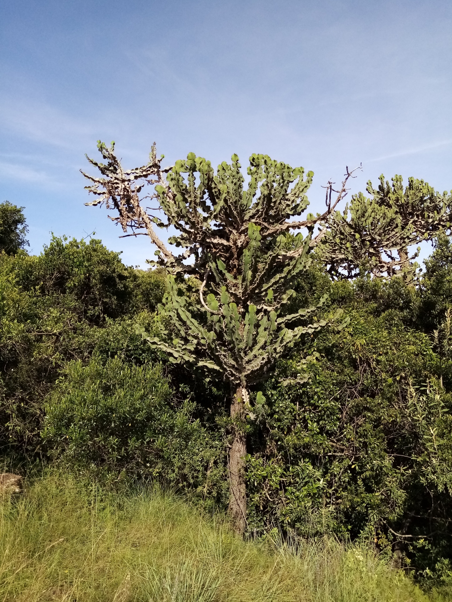 Euphorbia bussei var. kibwezensis