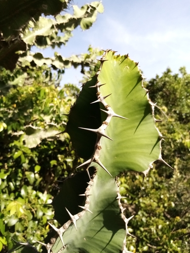 Euphorbia bussei var. kibwezensis image