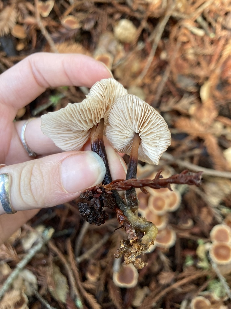 Gymnopus brassicolens · February 2026 · photo: © scheim (iNaturalist, cc-by-nc)