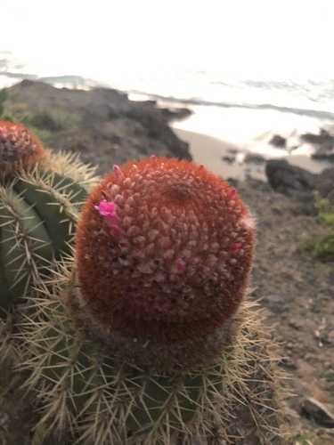 Melocactus intortus ssp. intortus