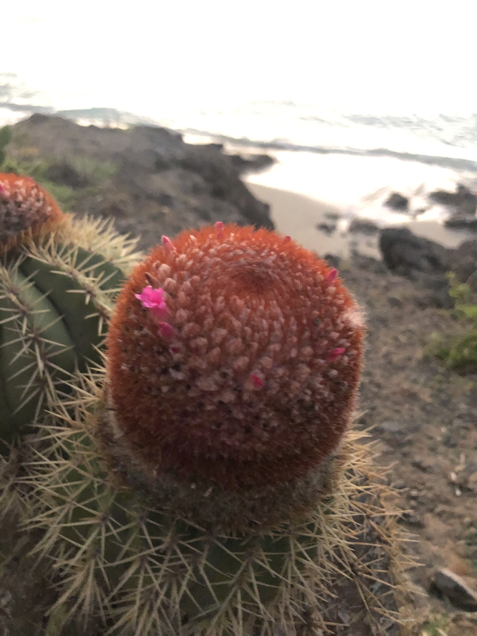 Melocactus intortus ssp. intortus
