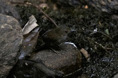 Pnoepyga pusilla