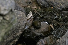 Pnoepyga pusilla