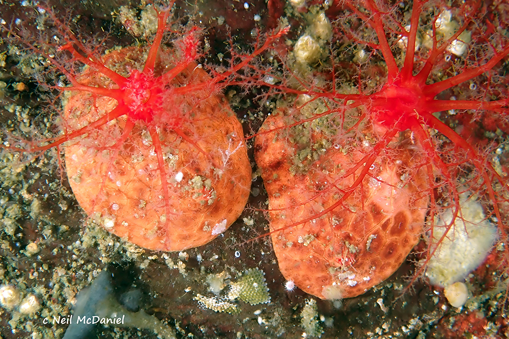 armored sea cucumber