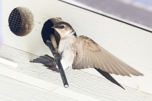Violet-green Swallow (Tachycineta thalassina)