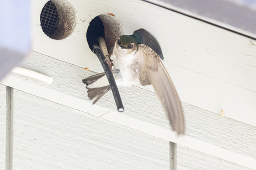 Violet-green Swallow (Tachycineta thalassina), photo 2