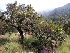 Ozoroa