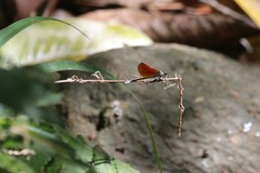 Mnais andersoni