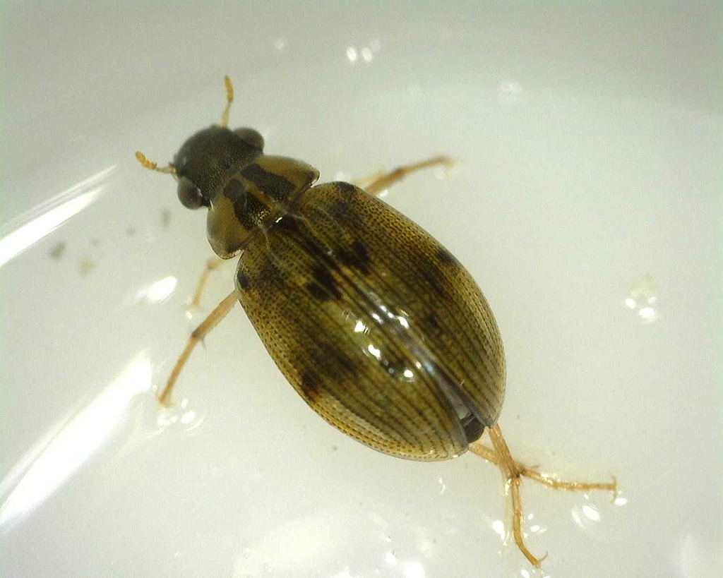 Berosus hispanicus