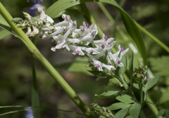 Corydalis caseana caseana