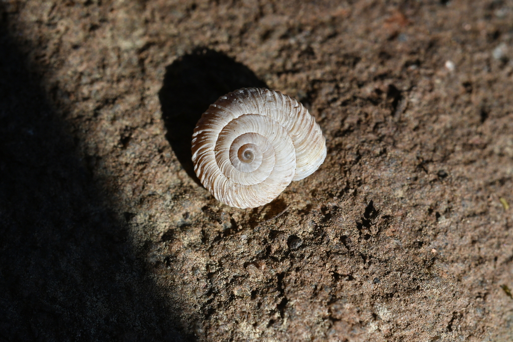 Xerocrassa montserratensis