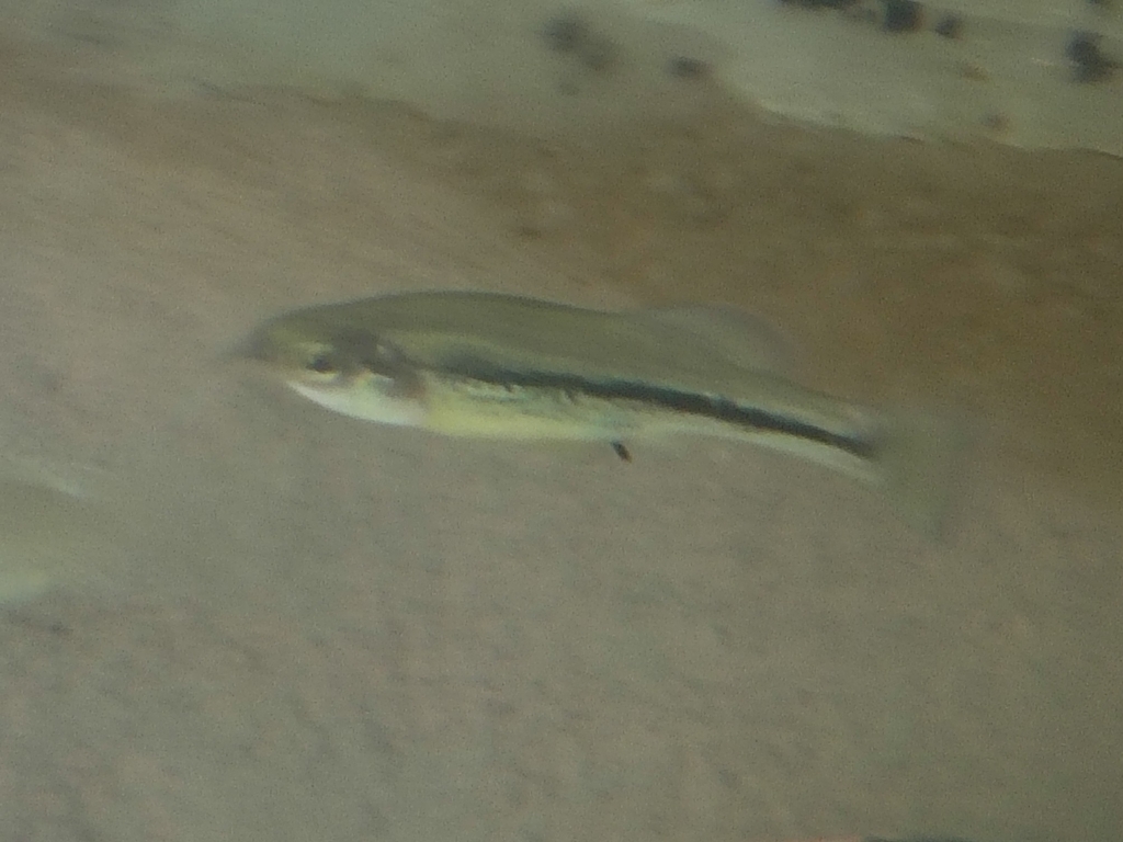 Balsas Splitfin in February 2026 by Carlos · iNaturalist