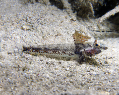 Nesogobius pulchellus