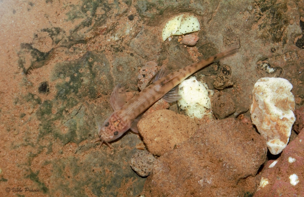 Evezards bermpje (Indoreonectes evezardi) — Nemacheilidae