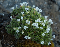 Veronica ciliolata ciliolata
