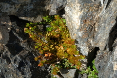 Epilobium rubro-marginatum