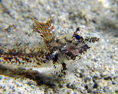 Nesogobius pulchellus