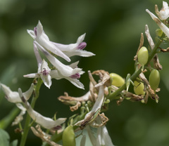 Corydalis caseana caseana