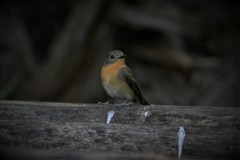 Cyornis whitei