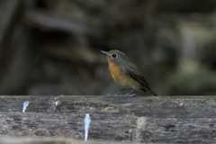Cyornis whitei