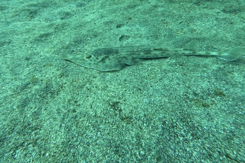 Beaked guitar fish (Rhinobatos schlegelii) — Rhinobatidae