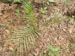 Chamaedorea radicalis