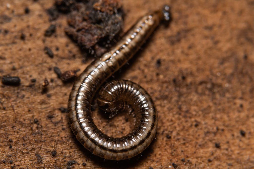 Short Snake Millipedes