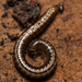 Short Snake Millipedes - Photo (c) Jeremiah Degenhardt, some rights reserved (CC BY), uploaded by Jeremiah Degenhardt