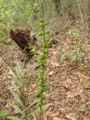 Chamaedorea radicalis