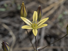 Triteleia ixioides anilina