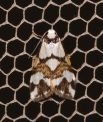 Thallarcha staurocola