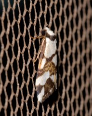 Thallarcha staurocola