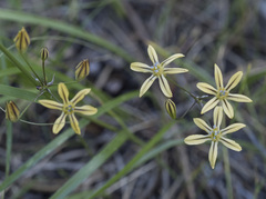 Triteleia ixioides anilina