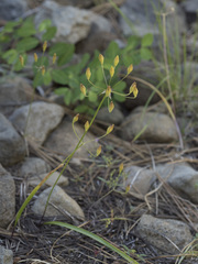 Triteleia ixioides anilina