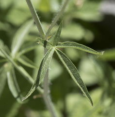 Sidalcea oregana spicata