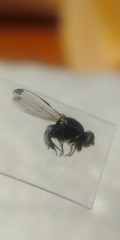 Seioptera vibrans