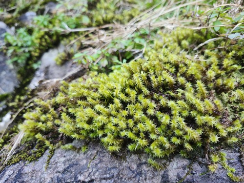 Aerobryopsis subdivergens observed 2025-03-27