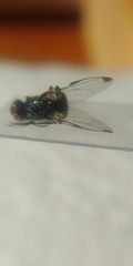 Seioptera vibrans