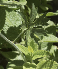 Sidalcea oregana spicata
