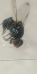Seioptera vibrans