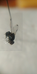 Seioptera vibrans