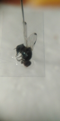 Seioptera vibrans
