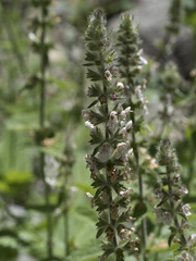 Stachys rigida rigida
