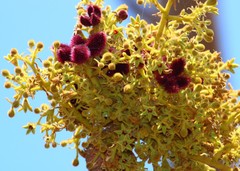 Sterculia urens