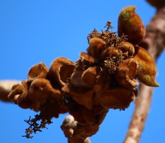 Sterculia urens