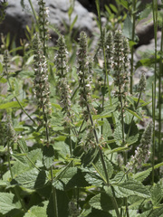 Stachys rigida rigida