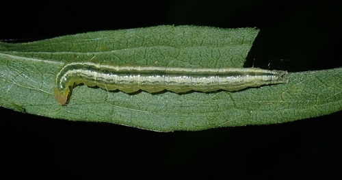 Anania funebris photographed on goldenrod