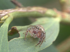 Opisthoncus parcedentatus