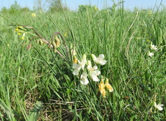 Lathyrus pannonicus collinus